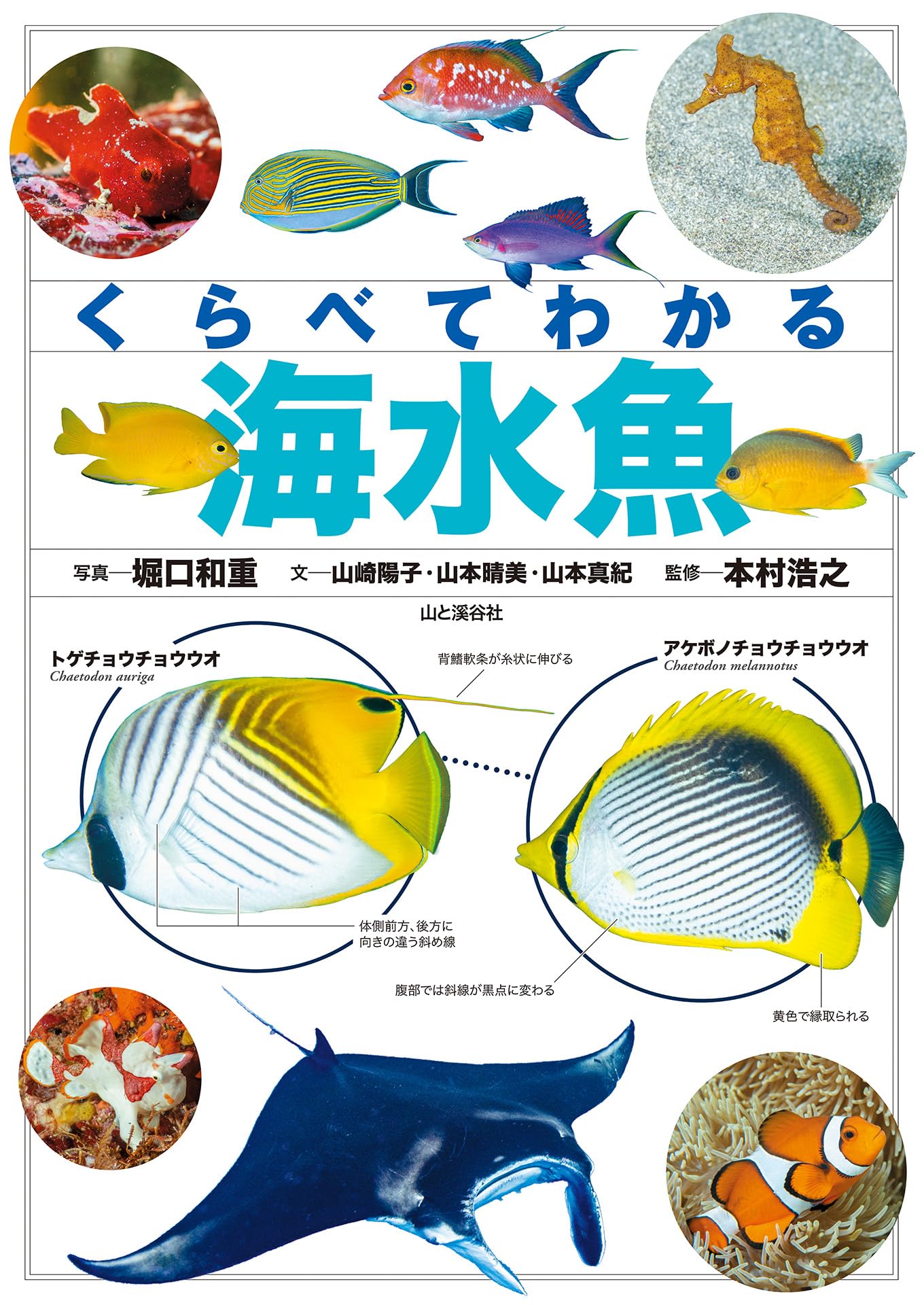 くらべてわかる海水魚 | 山崎 陽子, 山本 真紀, 山本 晴美, 堀口 和重